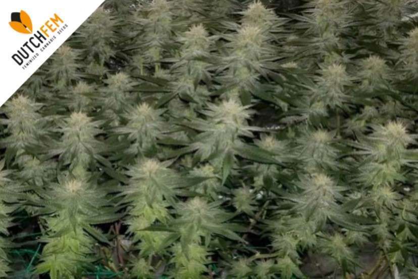 Sea of Green Guía de cultivo SOG Sea of Green Dutchfem