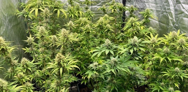 Overfeeding or Underfeeding Cannabis - Dutchfem Seeds info blog