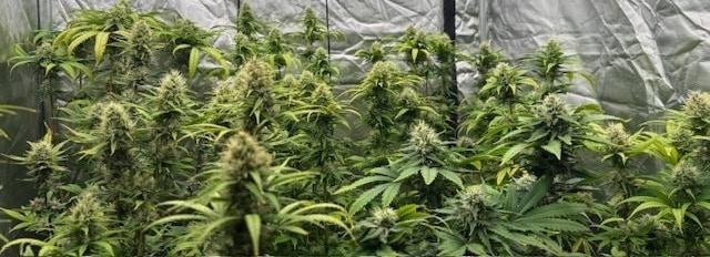 Overfeeding or Underfeeding Cannabis - Dutchfem Seeds info blog