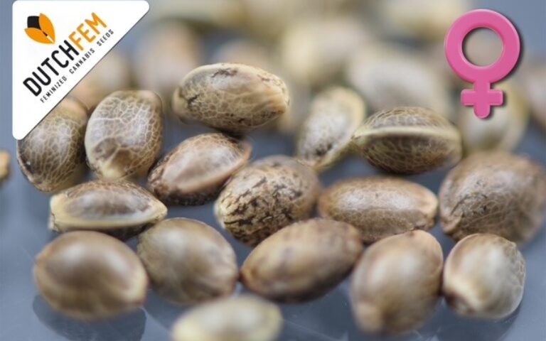 Making feminised cannabis seeds – A complete guide.