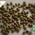 Hoe maak je autoflowering cannabis zaden? – Een stap-voor-stap gids