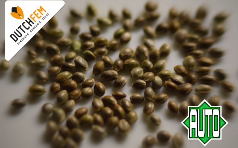 Making Autoflowering Cannabis Seeds –  A step-by-step Guide