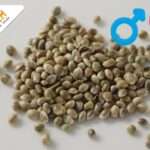 Produzione di semi regolari – una semplice guida passo passo