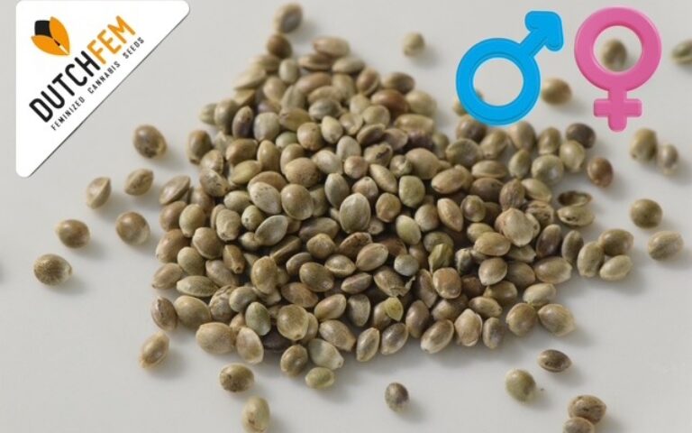 Making Regular Cannabis Seeds: A Simple Step-by-Step Guide