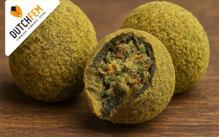 Moon Rocks vs. Sun Rocks: What’s the difference?