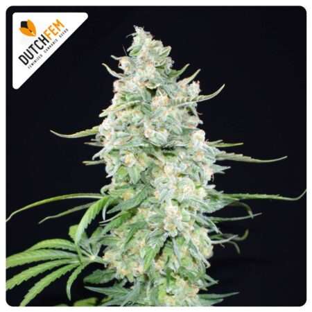 Doctor Diesel (Auto) cannabis strain by DutchFem