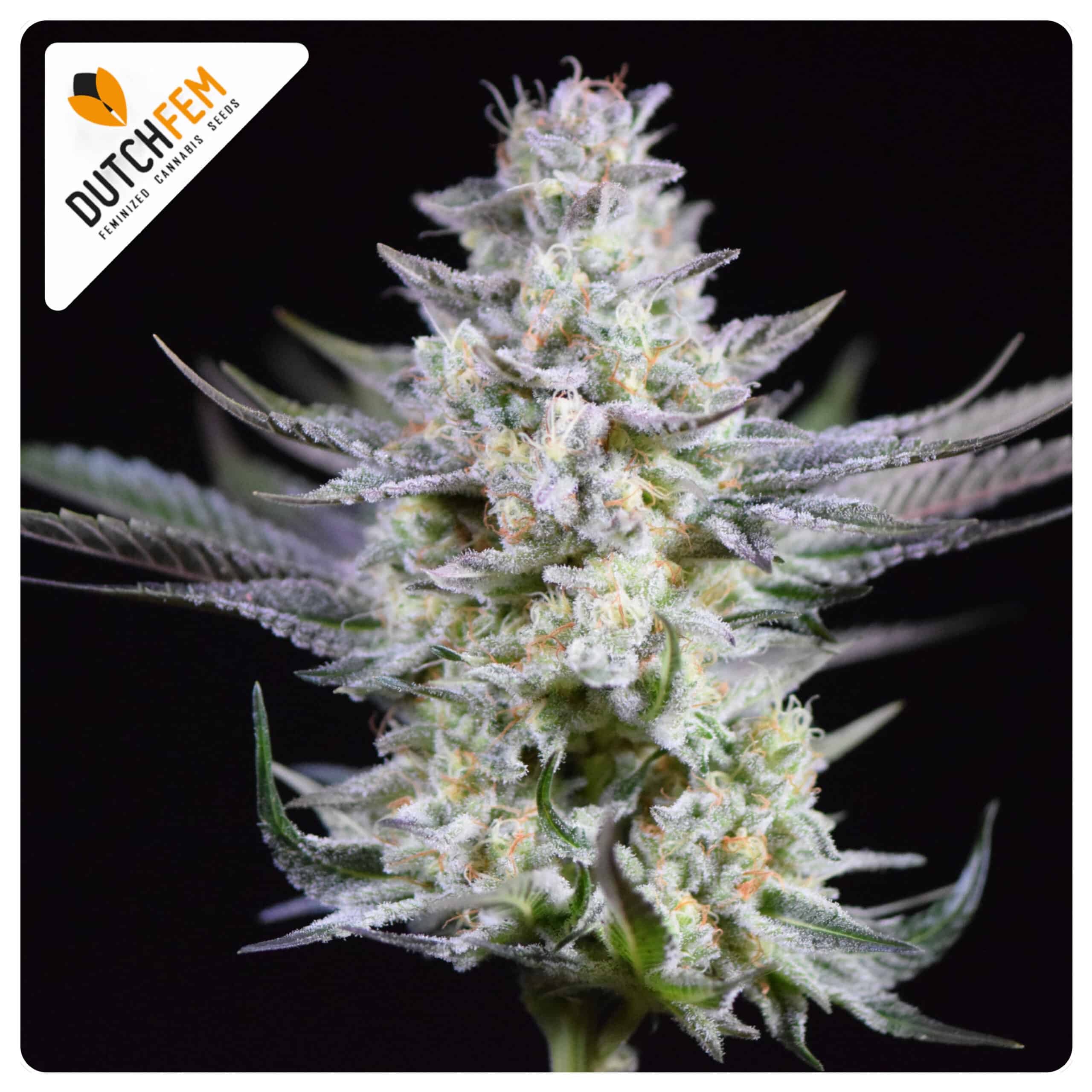 Dutch Dosidos cannabis strain by DutchFem
