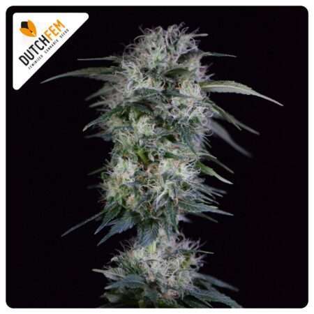 Fast and Furious cannabis strain by DutchFem