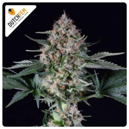Lemon Skunk by DutchFem