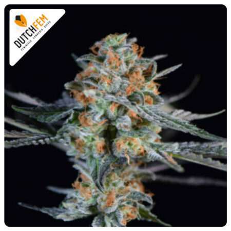 Mad Max #33 by DutchFem