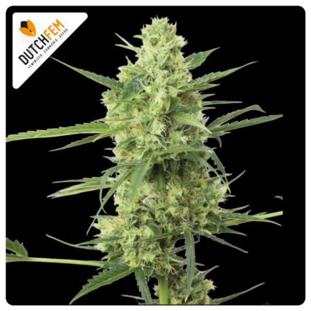 Medicure 2.0 cannabis strain by DutchFem