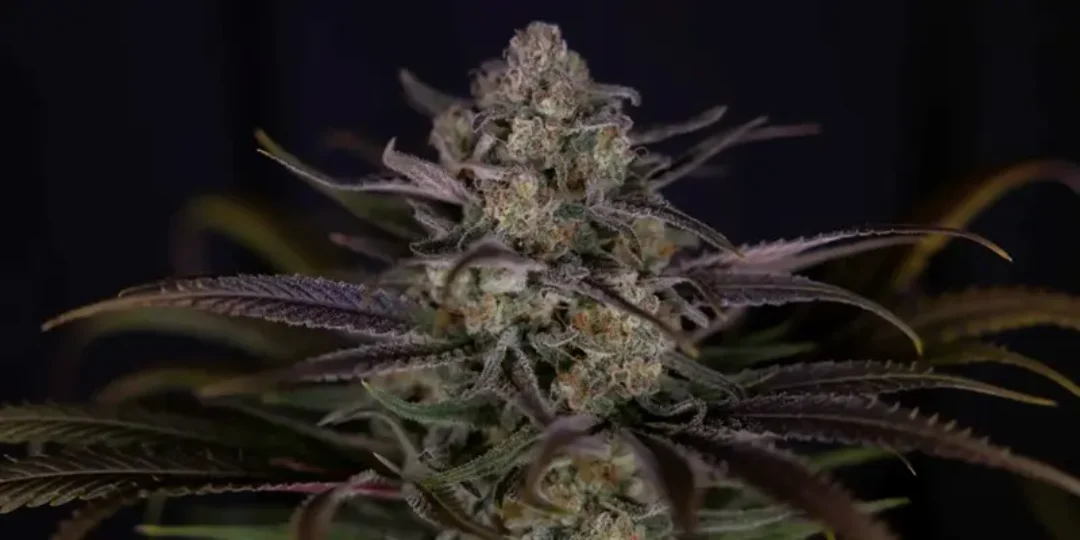 Dutchfem feminized cannabis seeds
