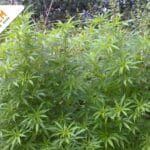 Wanneer bloeit cannabis buiten?