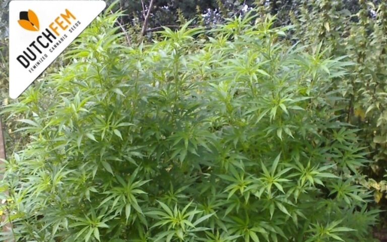 when cannabis flowers outdoors