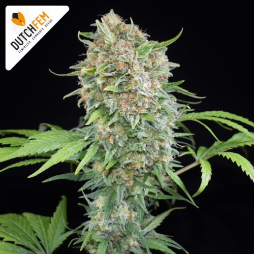 Gorilla Glue XL by DutchFem