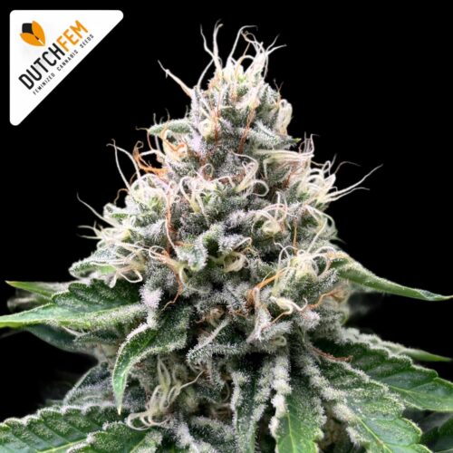 Shiva Lemon Skunk Regulars cannabis strain by DutchFem